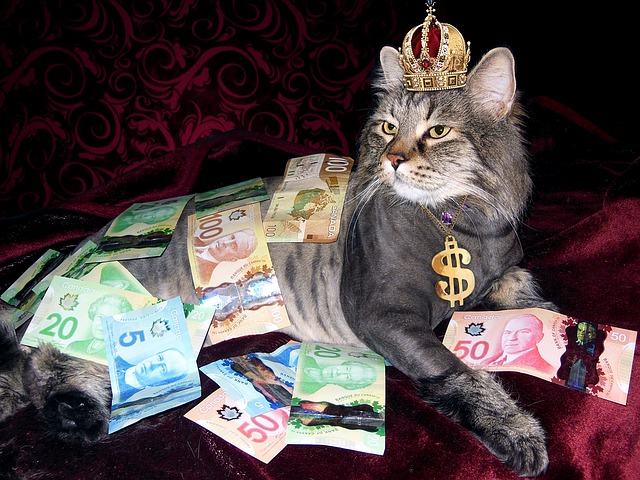 Rich lazy cat via https://pixabay.com/en/money-cat-wealth-canadian-money-1144553/