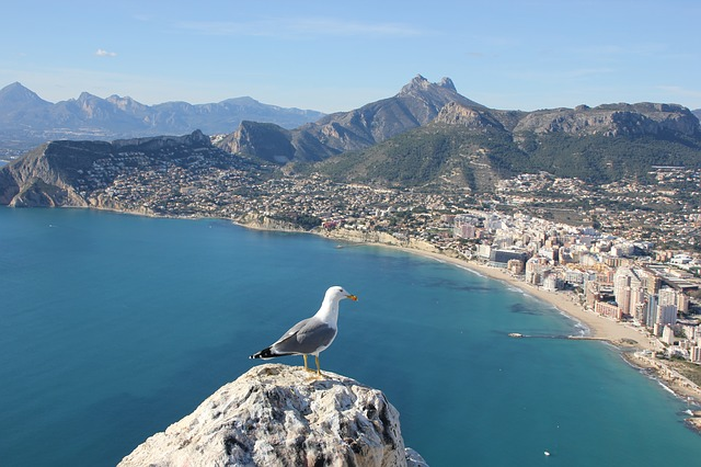 Seagull in front of Alicante via https://pixabay.com/en/seagull-ave-bird-calpe-alicante-264075/