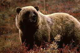 Grizzly via https://commons.wikimedia.org/wiki/File:Grizzlybear55.jpg?uselang=en-gb