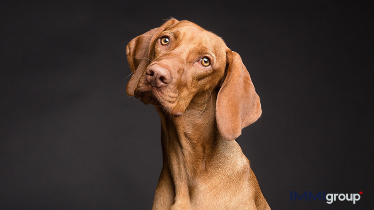 what do you need to take a dog across the canadian border