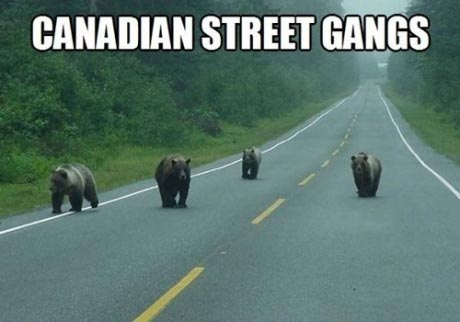 Canadian Street Gang meme from http://www.fullredneck.com/25-funny-canada-memes/